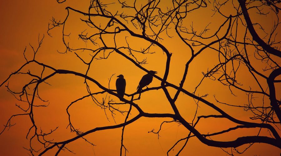 silhouette photography of two birds on twig